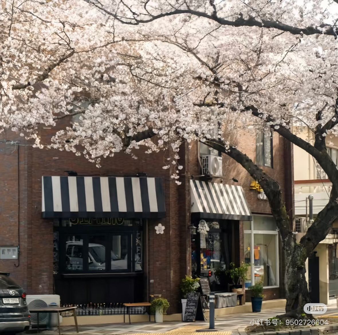 Bìa truyện SÁU MƯƠI NĂM NUÔNG CHIỀU