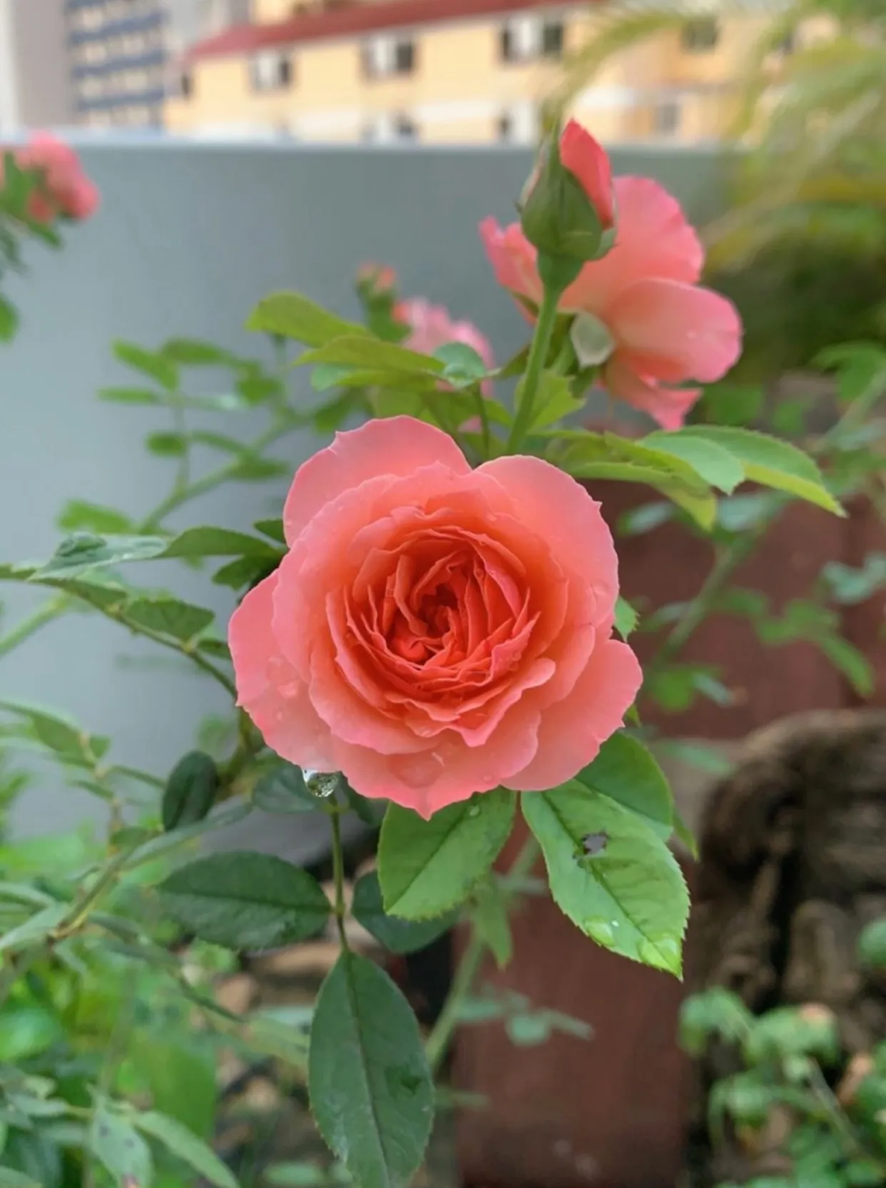 Chiến thần tình yêu thuần khiết