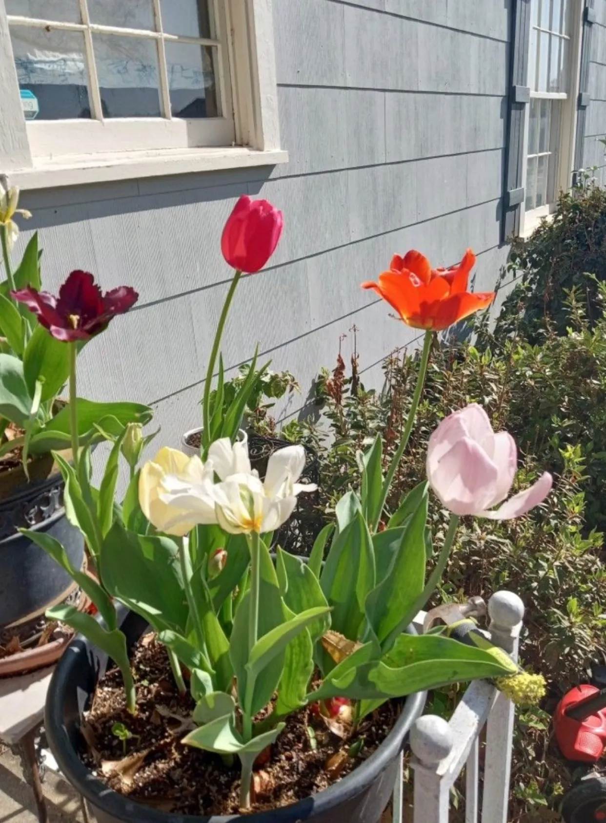 Bìa truyện HẠ ĐƯỜNG